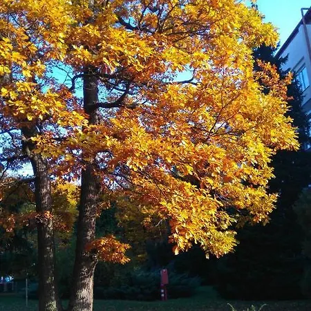 Forest 57 * Sopron