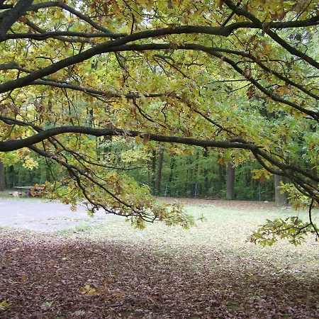 Forest 57
